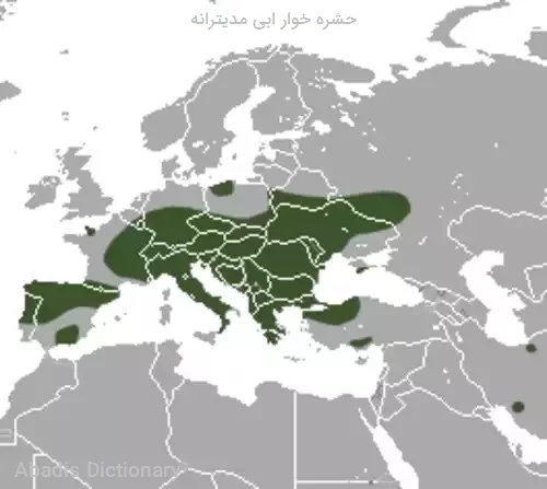 حشره خوار ابی مدیترانه